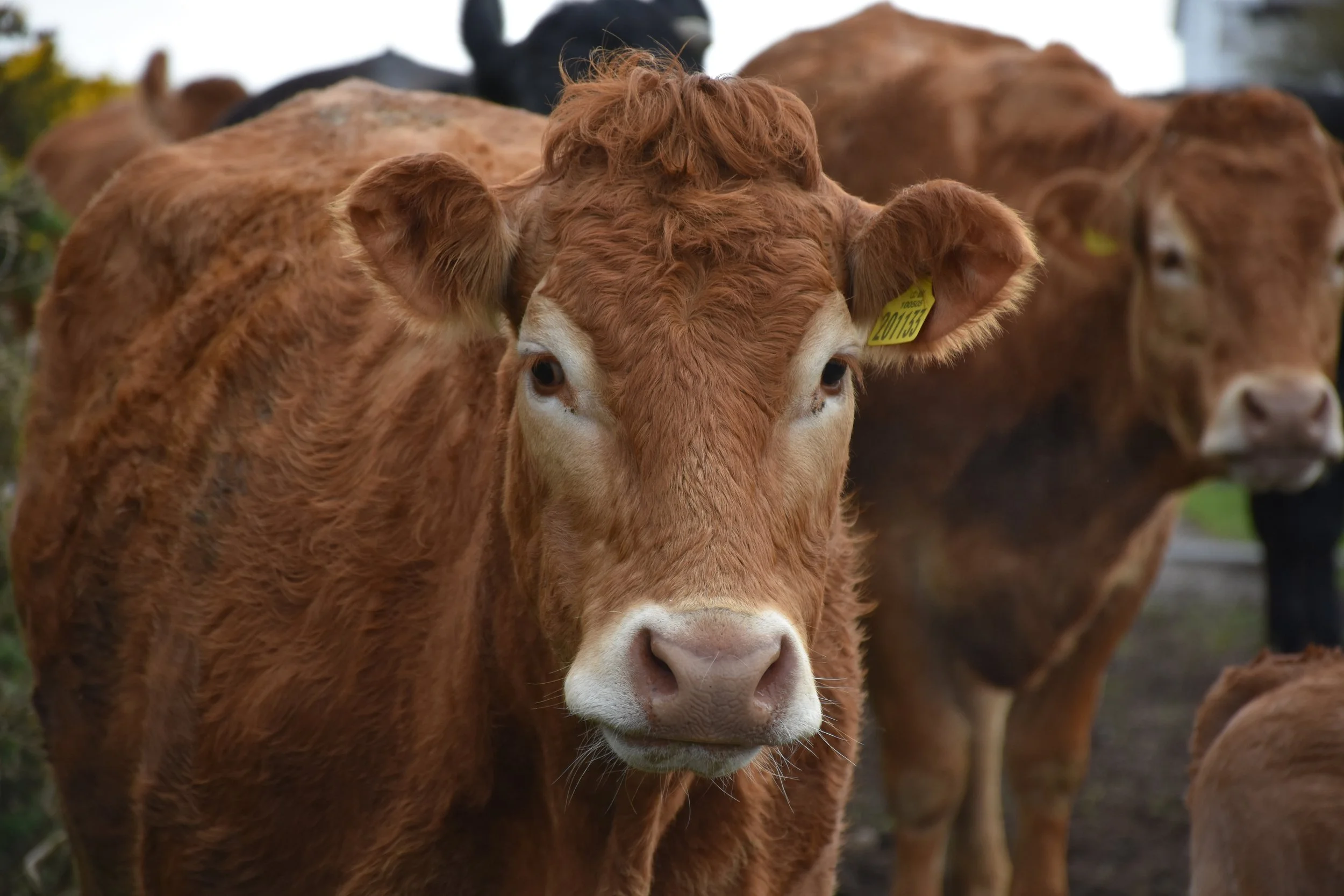 Orden en el Feedlot