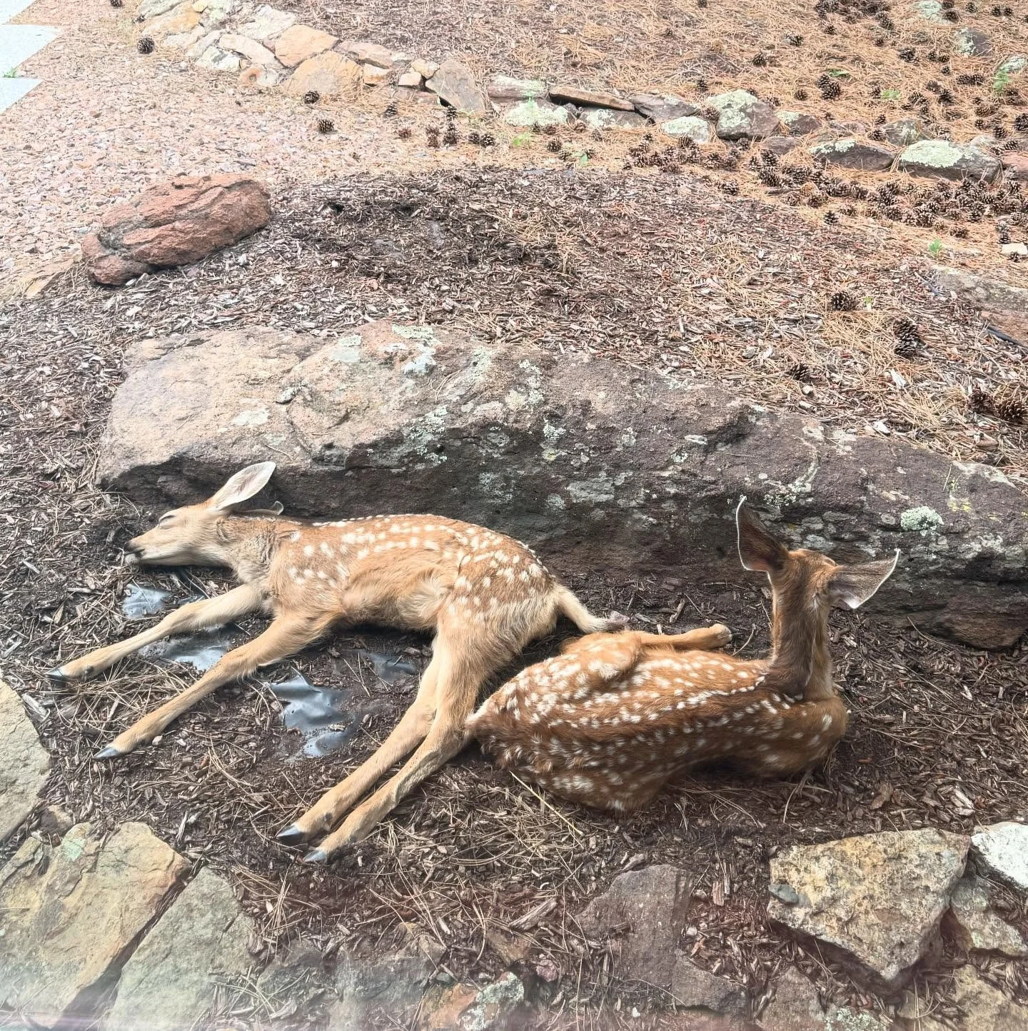 Gemini fawns outside my writing office. Get in touch to gain insight, guidance and unconditional love. Clearly these fawns can feel the energy. #fawntwinenergy