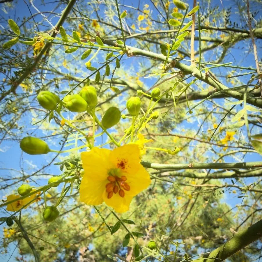 The Palo Verde trees are starting to bloom. Over the next week or so they will explode into a cascade of golden flowers. It&rsquo;s one of my favorite times of year. Today, I&rsquo;m announcing my first akashic records training class where you can le