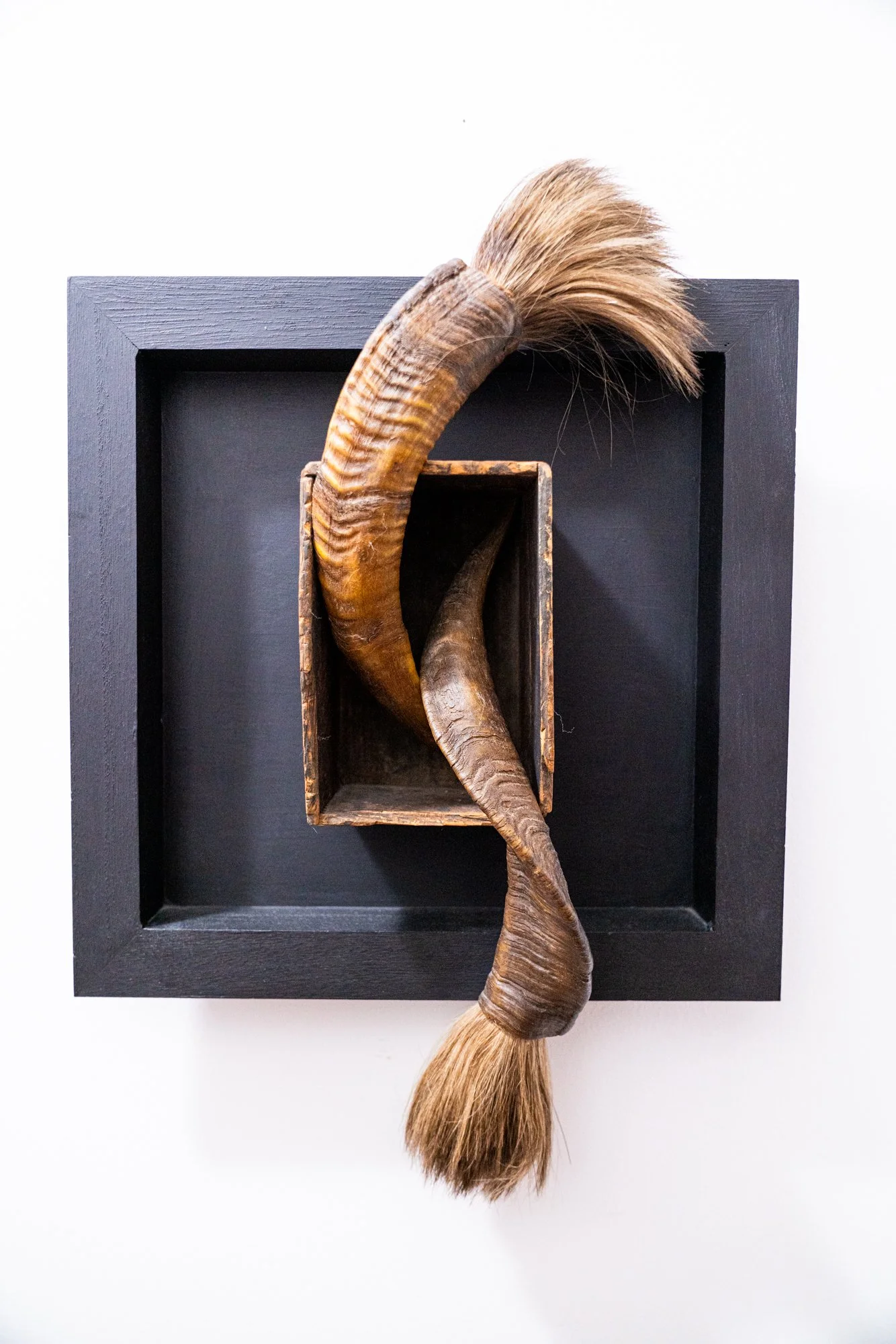 Twisted Fate -Concept of not  knowing outcomes. Vintage wood box, water buffalo horns and tails. 21” x 15” x 6”. 2014