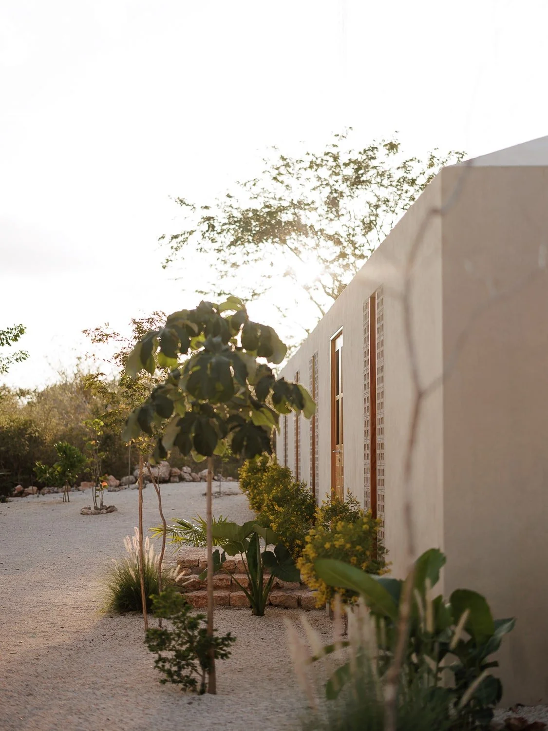 Minimalist garden with desert plants and a modern building facade, featuring sunlight filtering through trees.