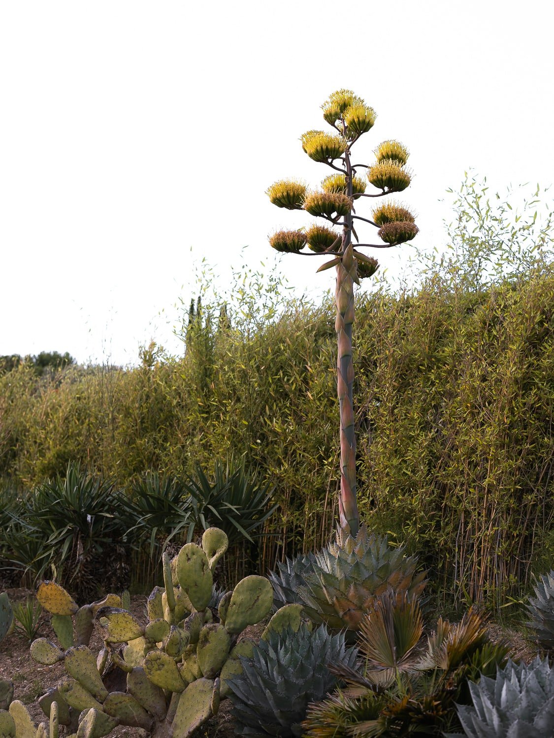 Tall agave flower spike surrounded by cacti and dense greenery.