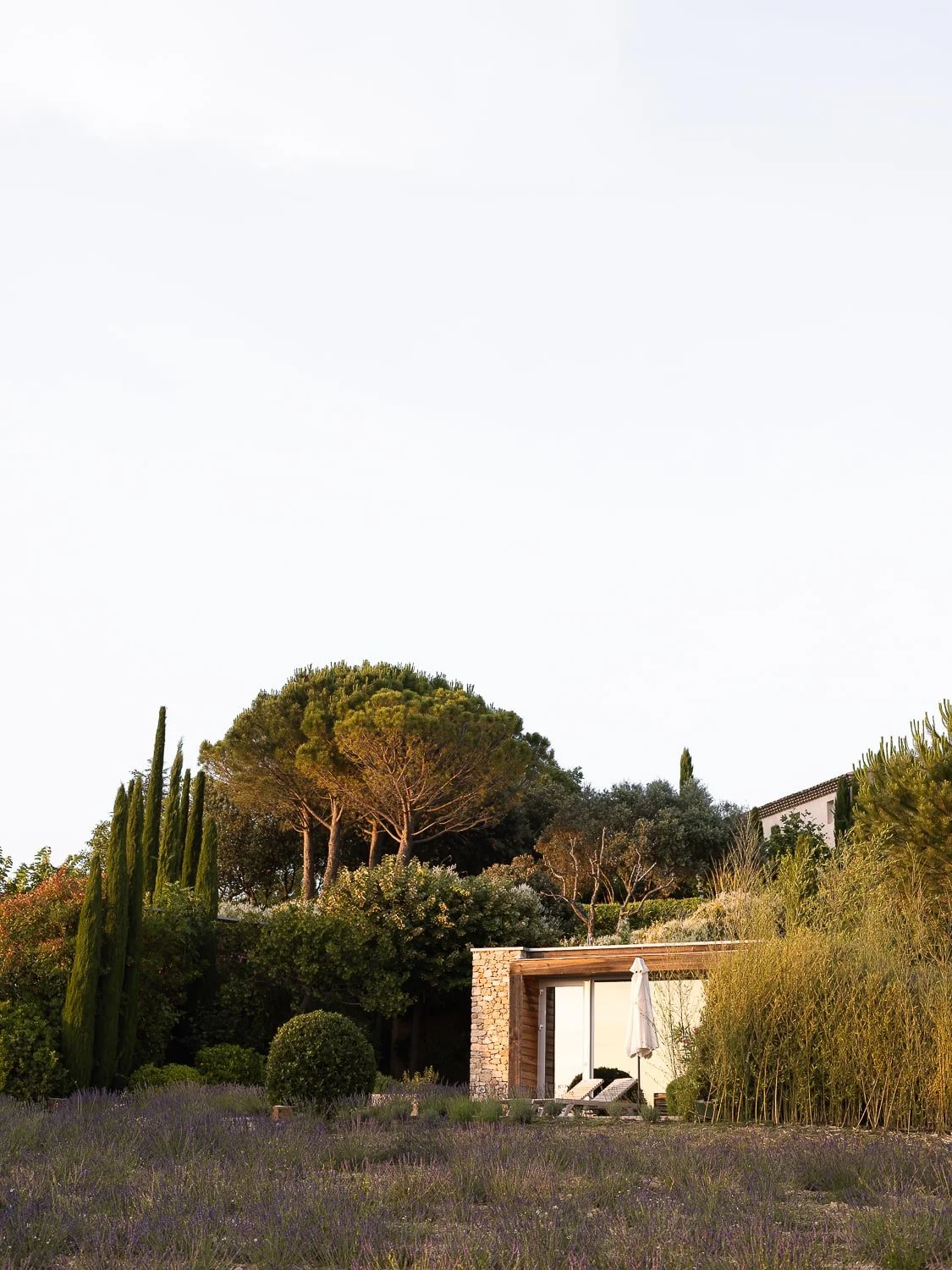 Modern house with outdoor lounge area, surrounded by lavender plants and tall trees, under a clear sky.