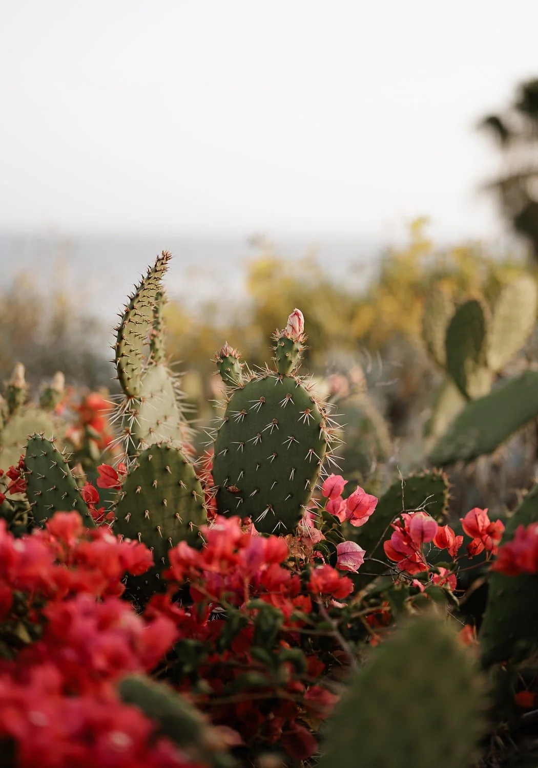 Elegant wedding moment in California, bathed in natural light and surrounded by breathtaking scenery