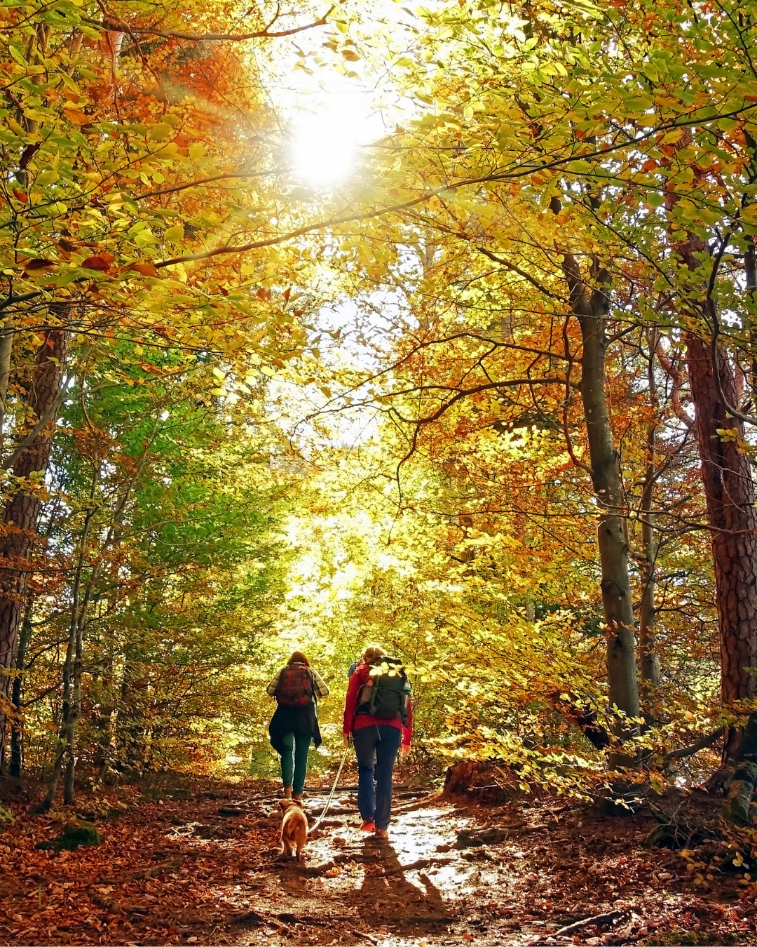 camp reputation, a digital camp for founders, CEOs, artists, and celebrities to take control of their online reputation.