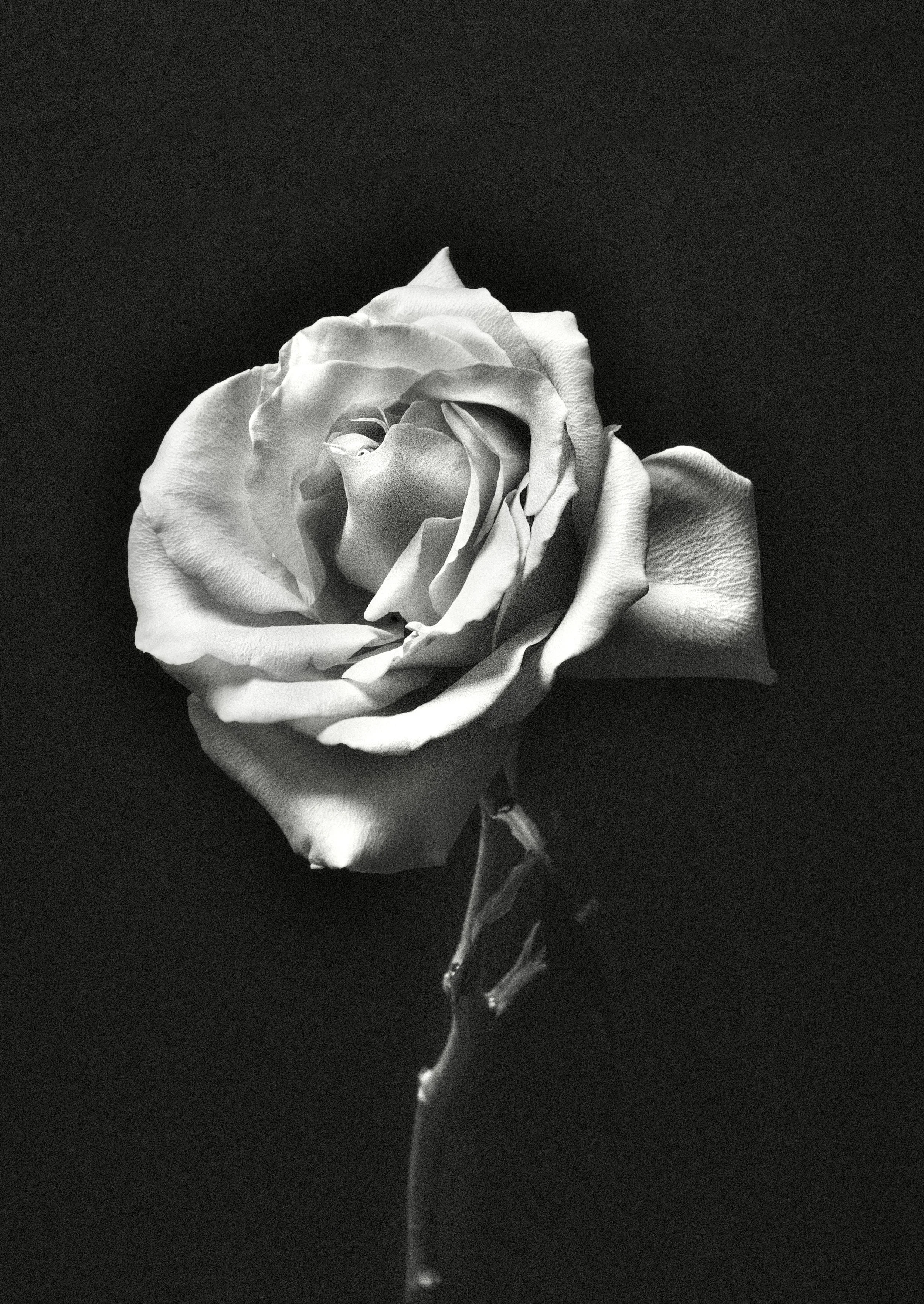 A black and white photograph of a single rose with detailed petals and a long stem, set against a dark background.