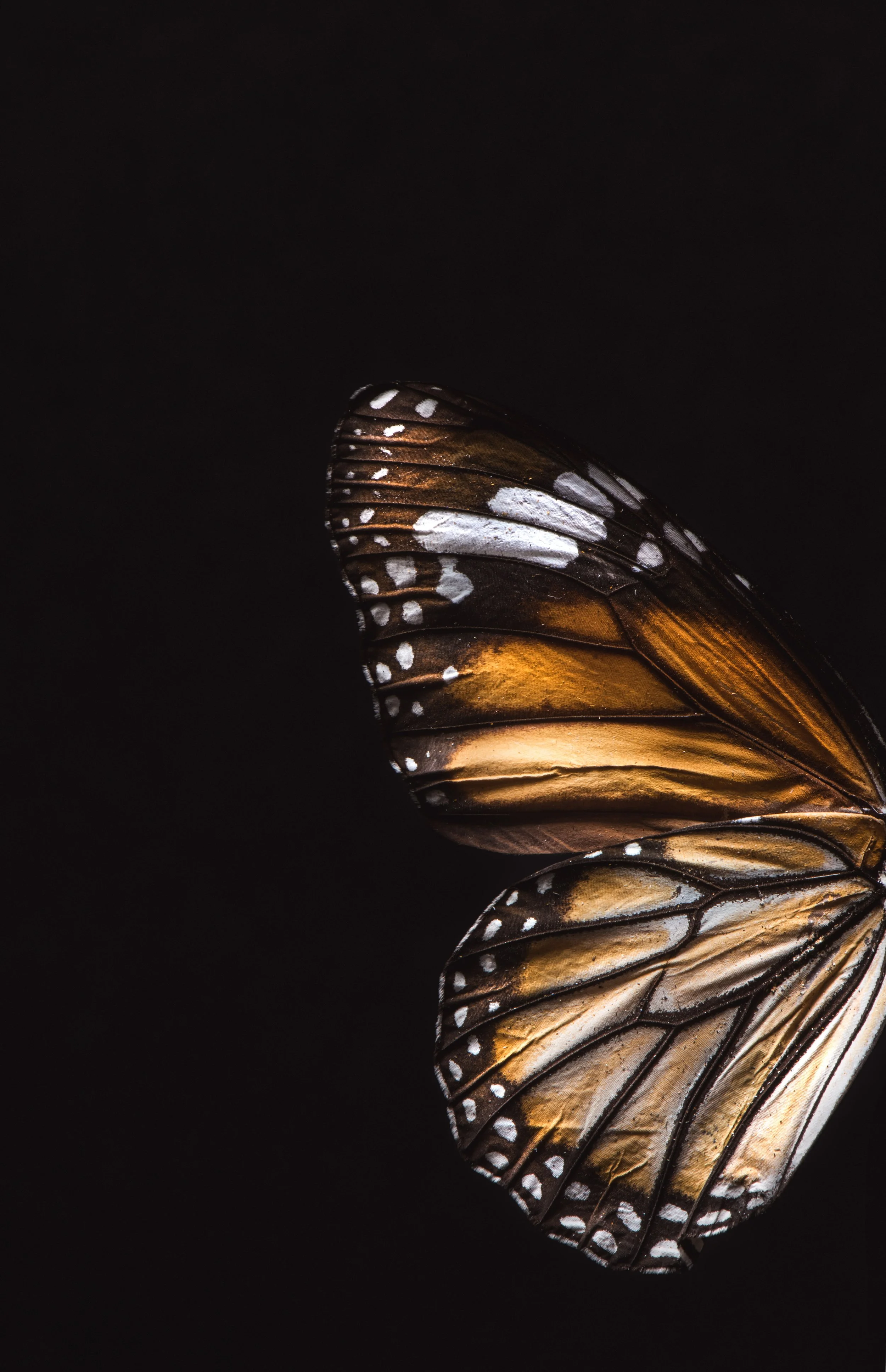 Close-up of butterfly wings with intricate brown, white, and black pattern on a dark background.