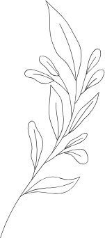 Line drawing of a leafy branch with elongated leaves and small buds.