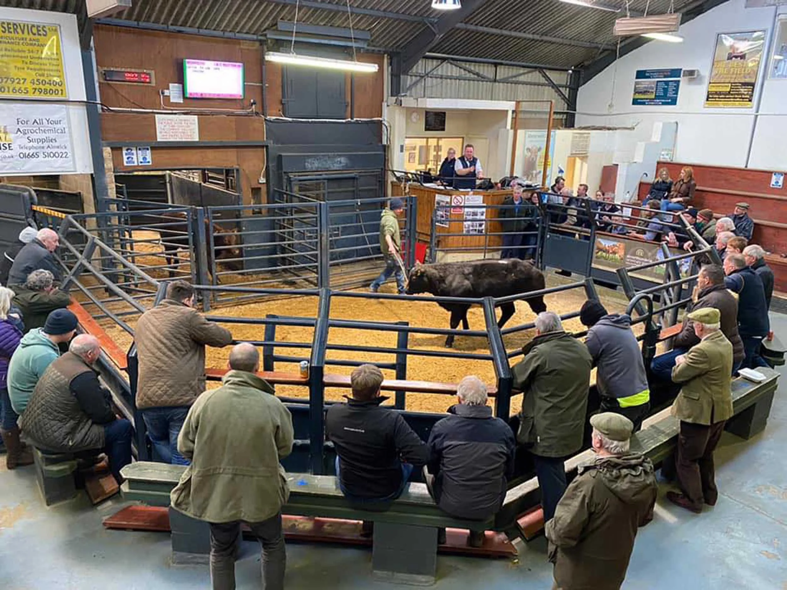 Acklington Livestock Market Advertising