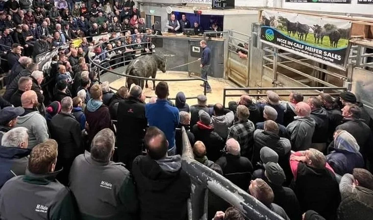 Swatragh Livestock Market Advertising