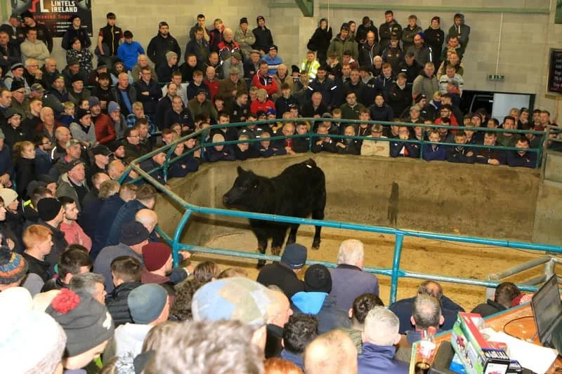 Hilltown Livestock Market Advertising