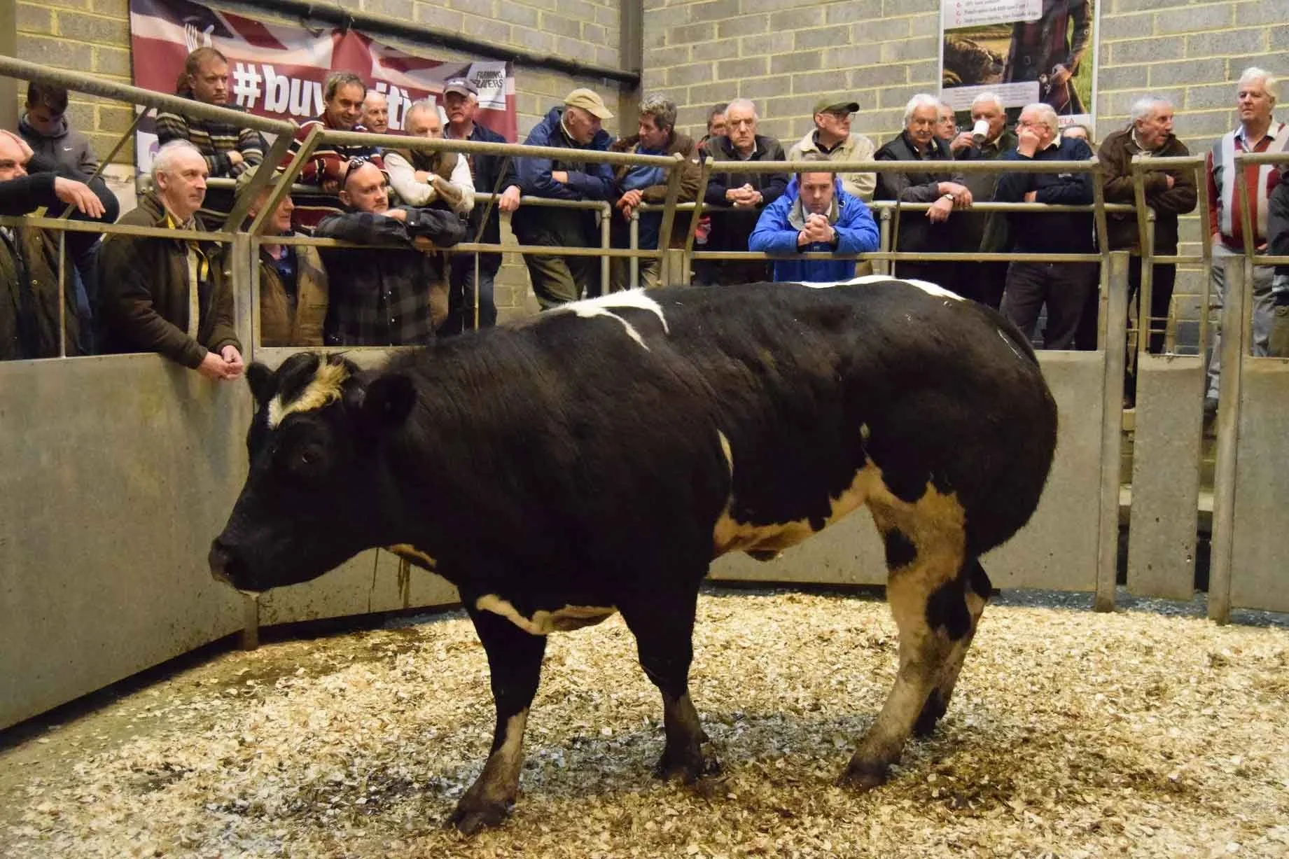 Truro Livestock Market Advertising