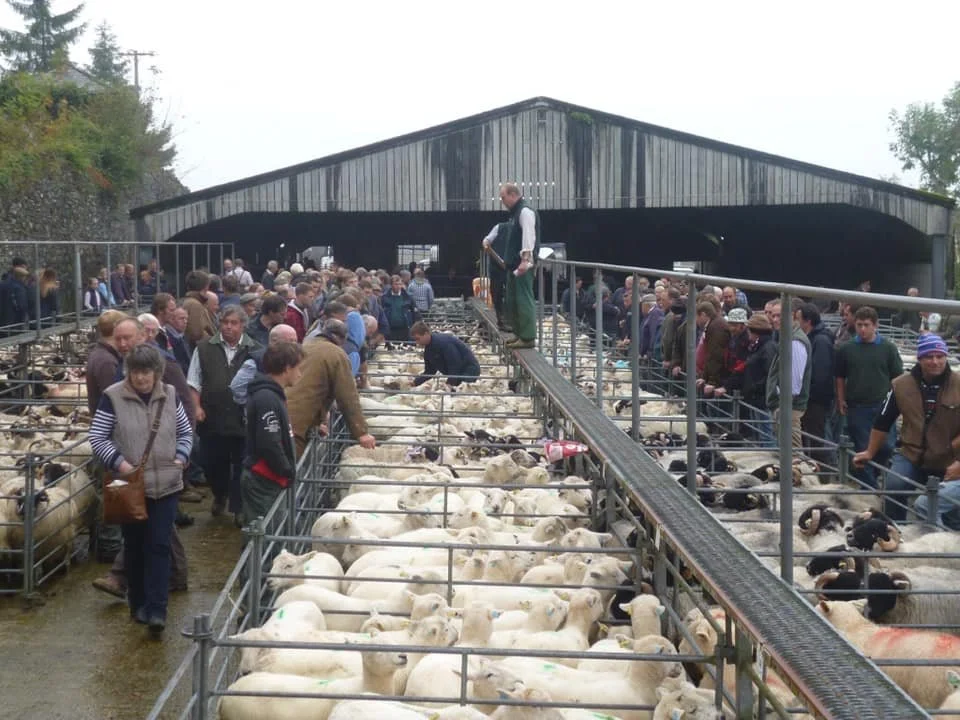 Tavistock Livestock Market Advertising