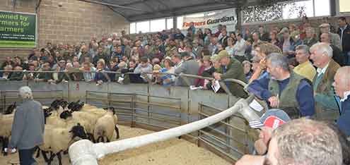 South Molton Livestock Market Advertising