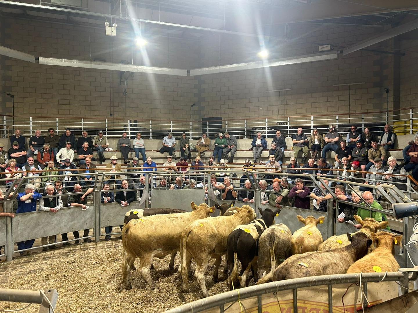 Salisbury Livestock Market Advertising