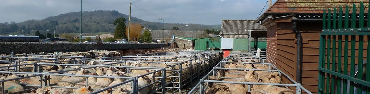 Honiton Livestock Market Advertising