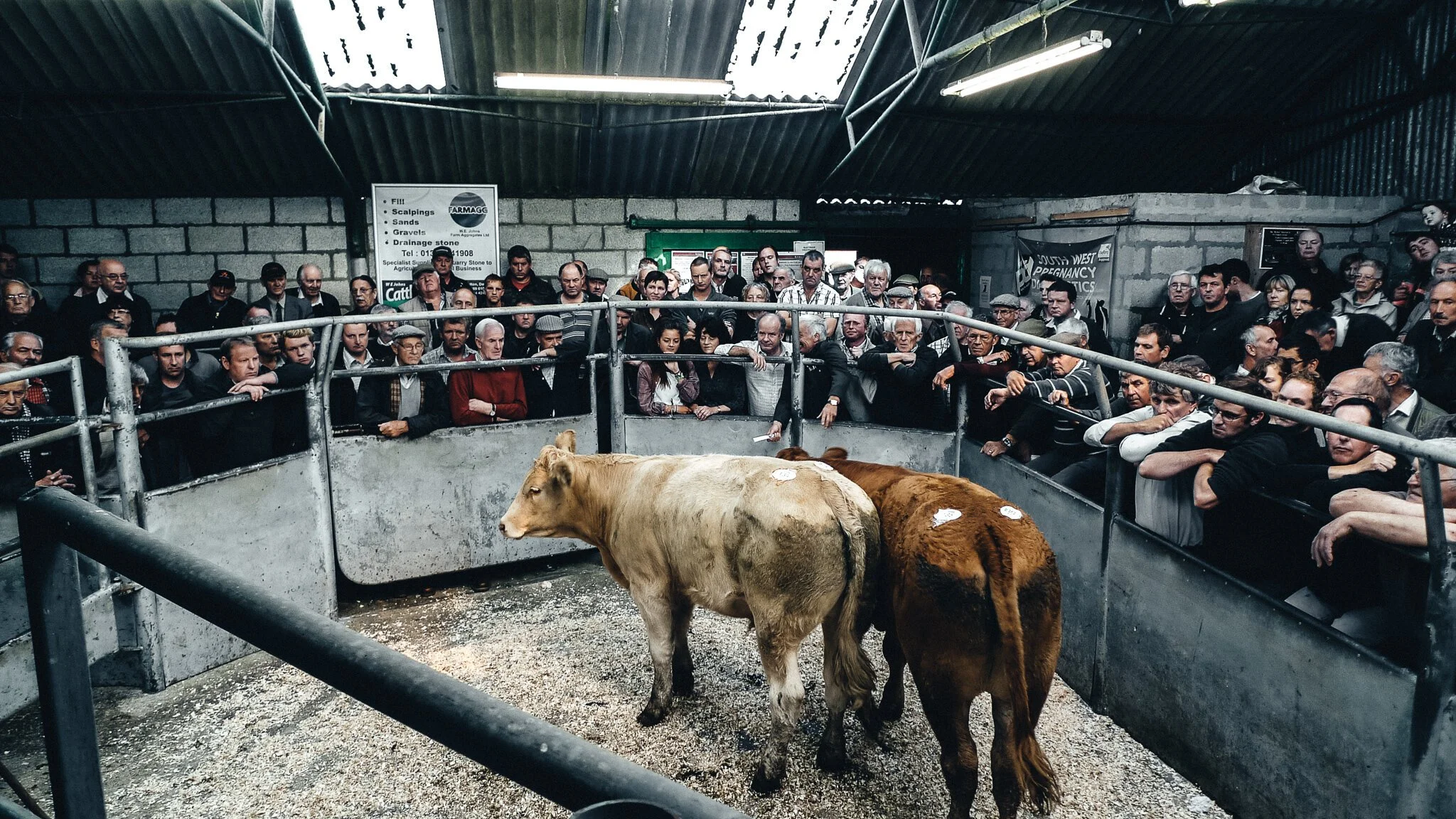 Holsworthy Livestock Market Advertising