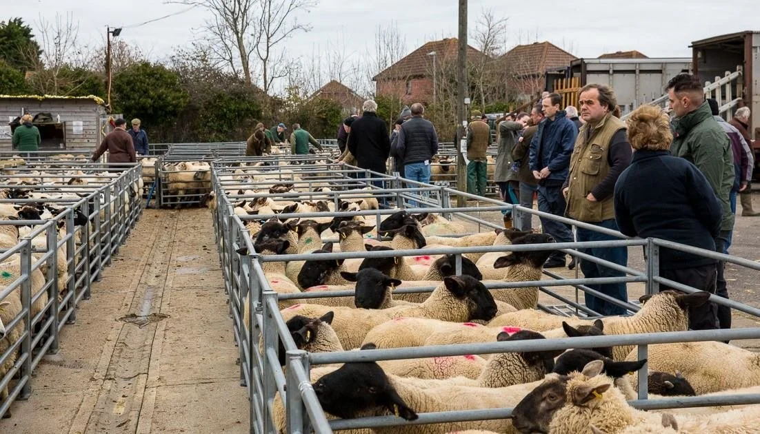 Hailsham Livestock Market Advertising