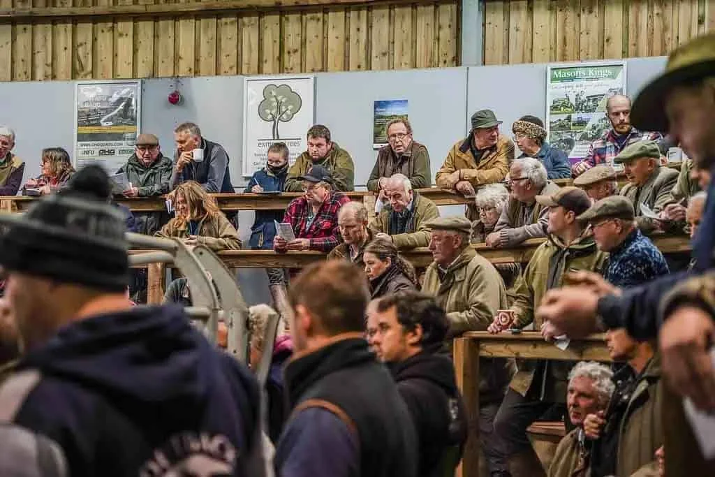 Exmoor Livestock Market Advertising