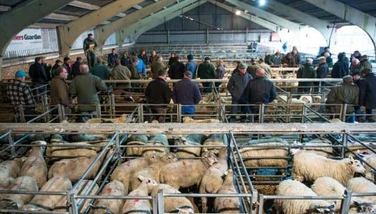 Colchester Livestock Market Advertising