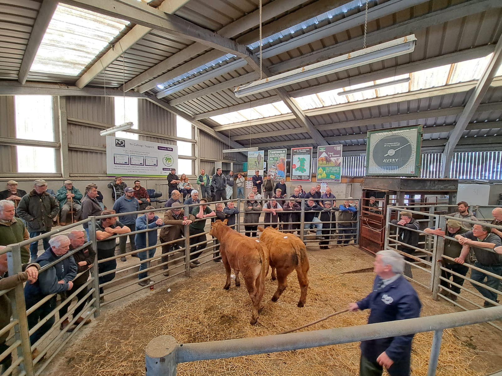 Newcastle Emlyn Livestock Market Advertising