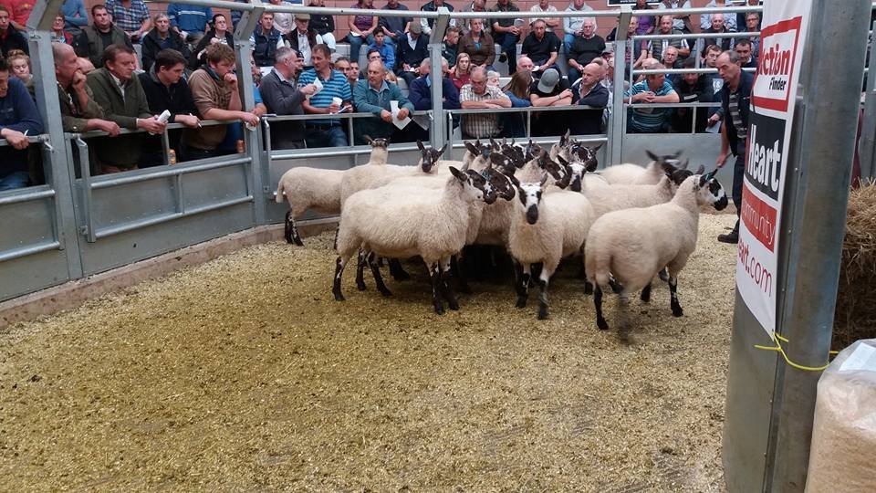 Monmouth Livestock Market Advertising
