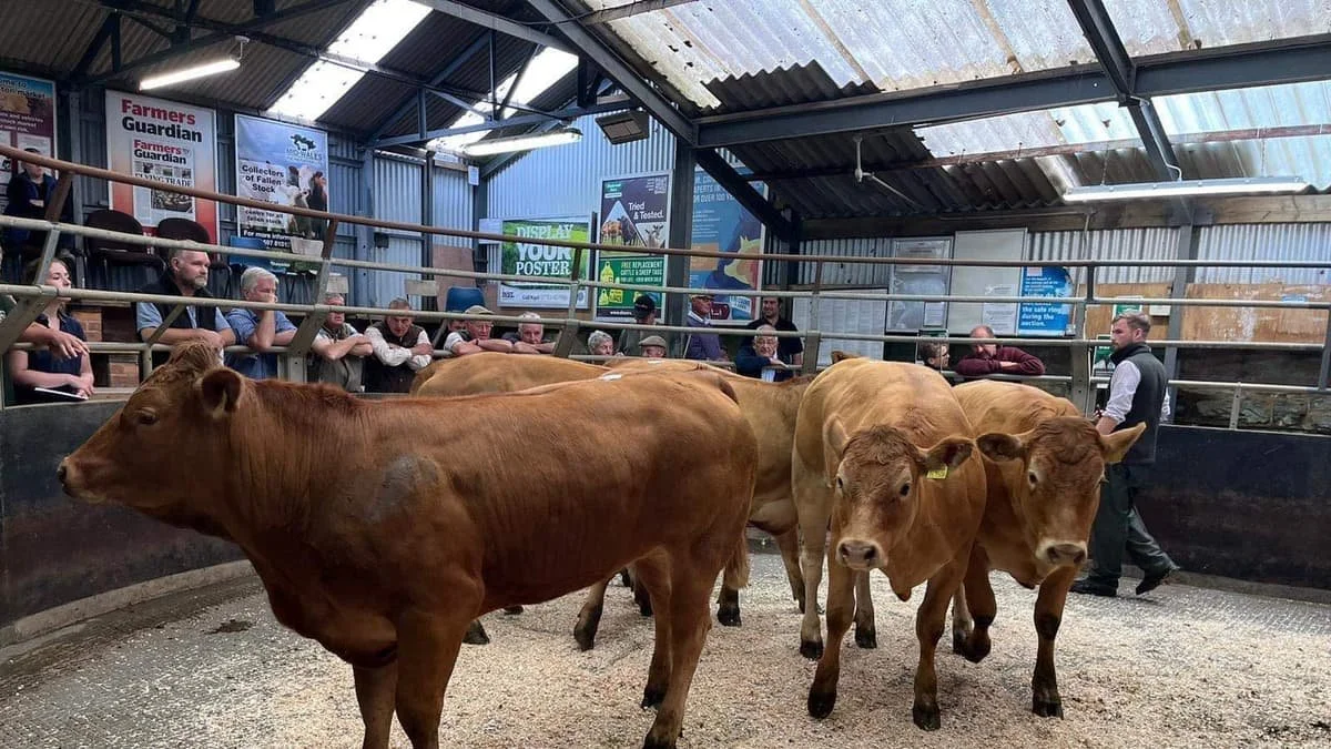 Knighton Livestock Market Advertising