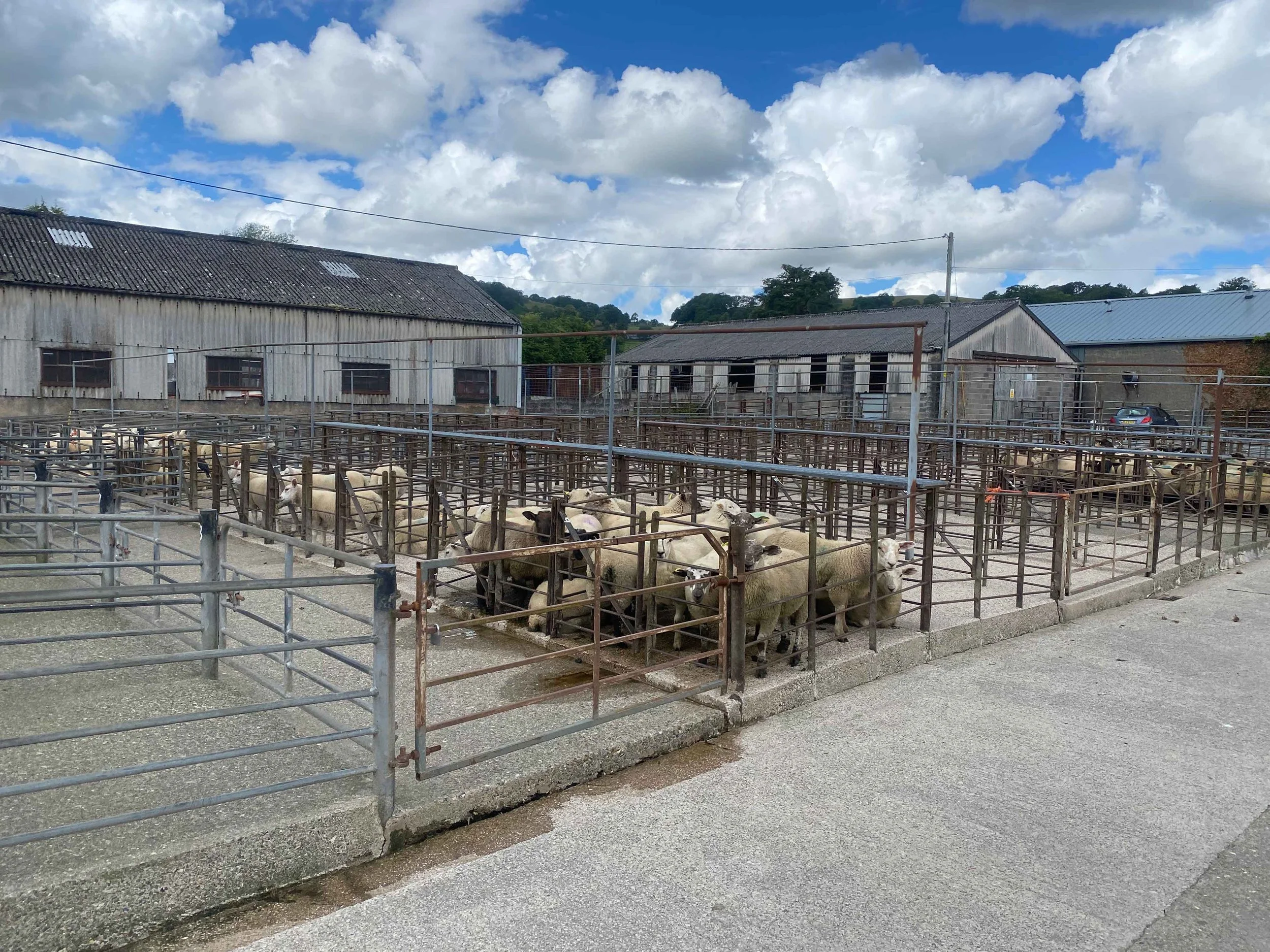 Bala Livestock Market Advertising