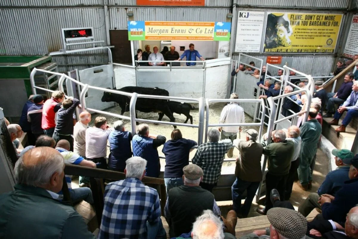 Anglesey/Gaerwen Livestock Market Advertising
