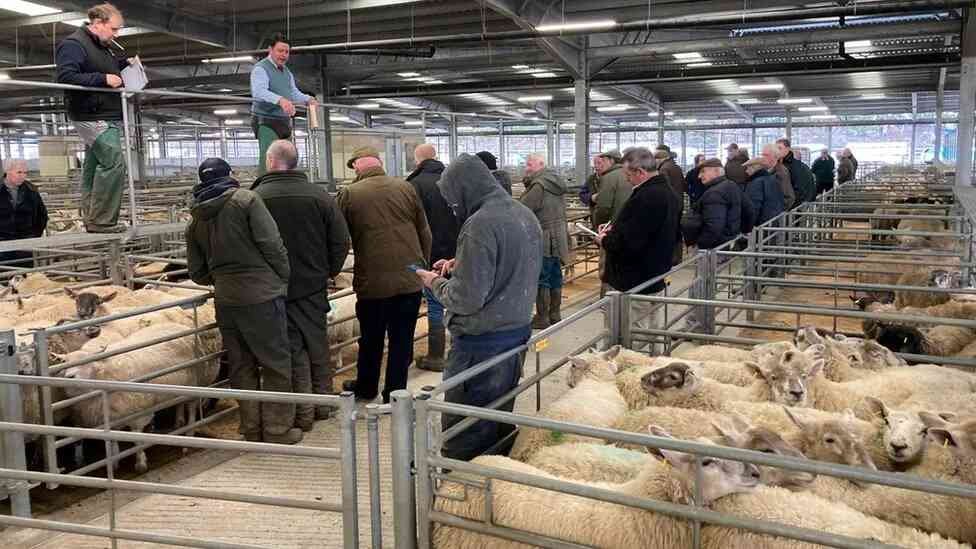 Shrewsbury Livestock Market Advertising