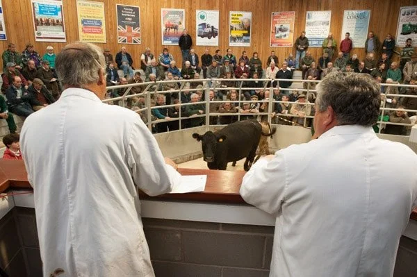 Hereford Livestock Market Advertising
