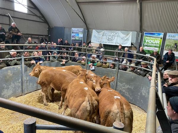Bishops Castle Livestock Market Advertising (Operated by Halls)