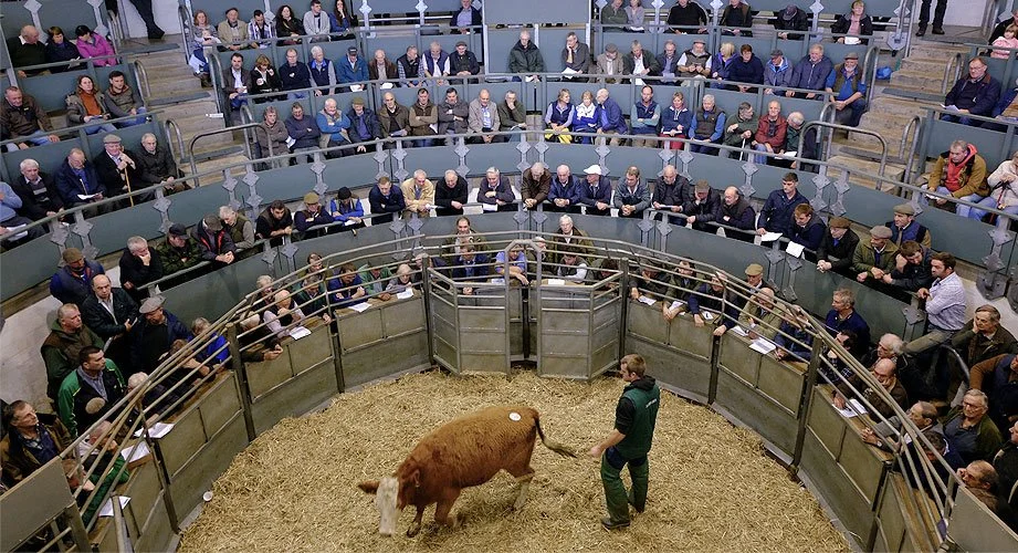 Bakewell Livestock Market Advertising (Operated by Bagshaws)
