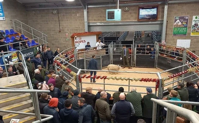 Wigton Livestock Auction Mart Advertising