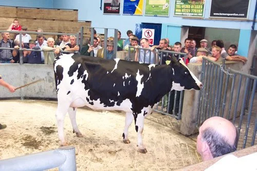 Ulverston Livestock Market Advertising