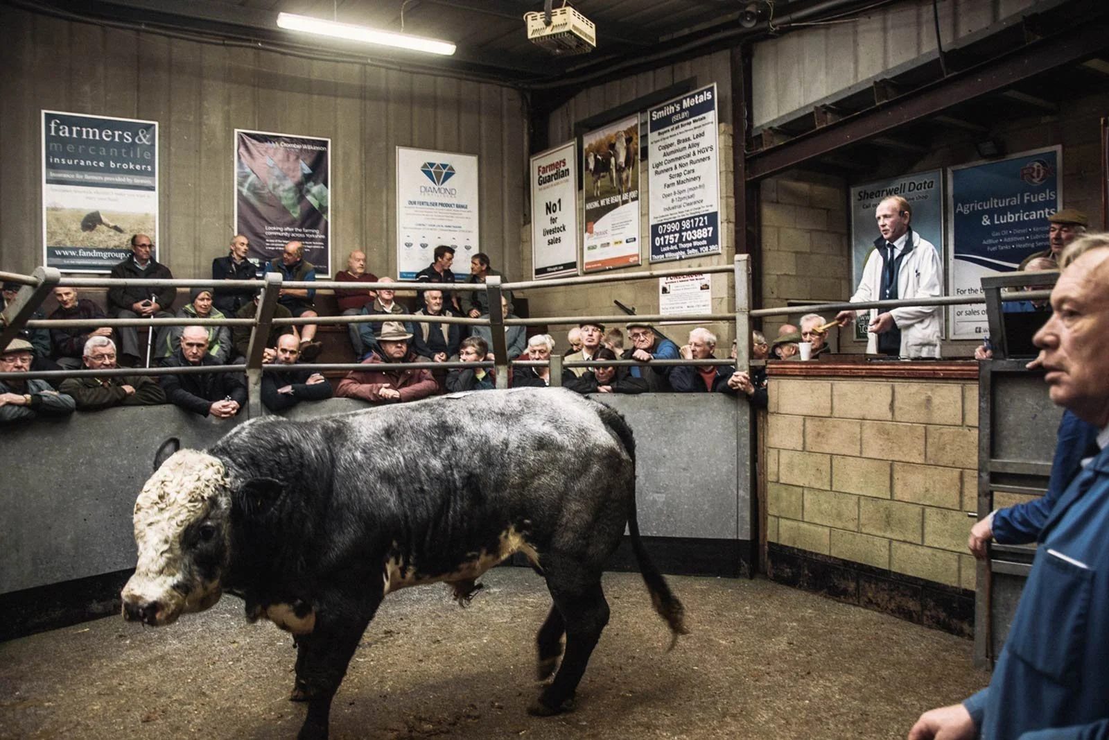 Selby Livestock Market Advertising