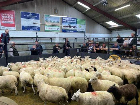 Leyburn Livestock Market Advertising 