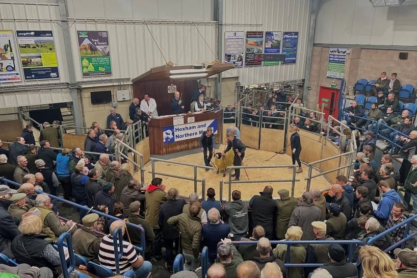 Hexham Livestock Market Advertising