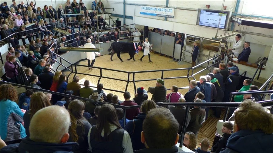 Stirling Caledonian Livestock Marts Advertising