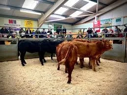 Stornaway Auction Market Advertising