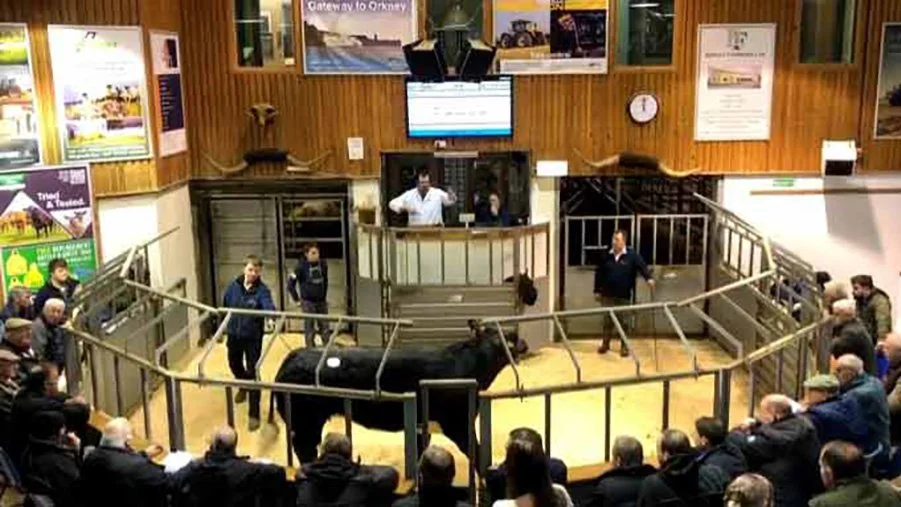 Orkney Auction Market Advertising