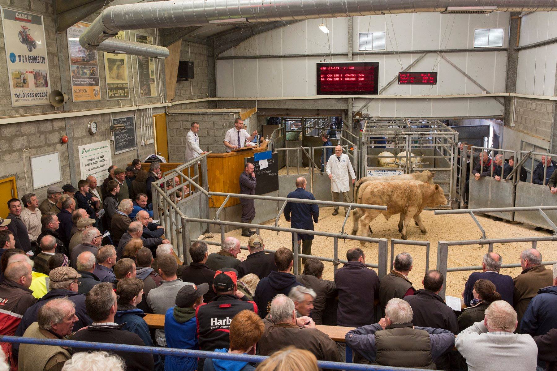 Caithness Livestock Centre Advertising