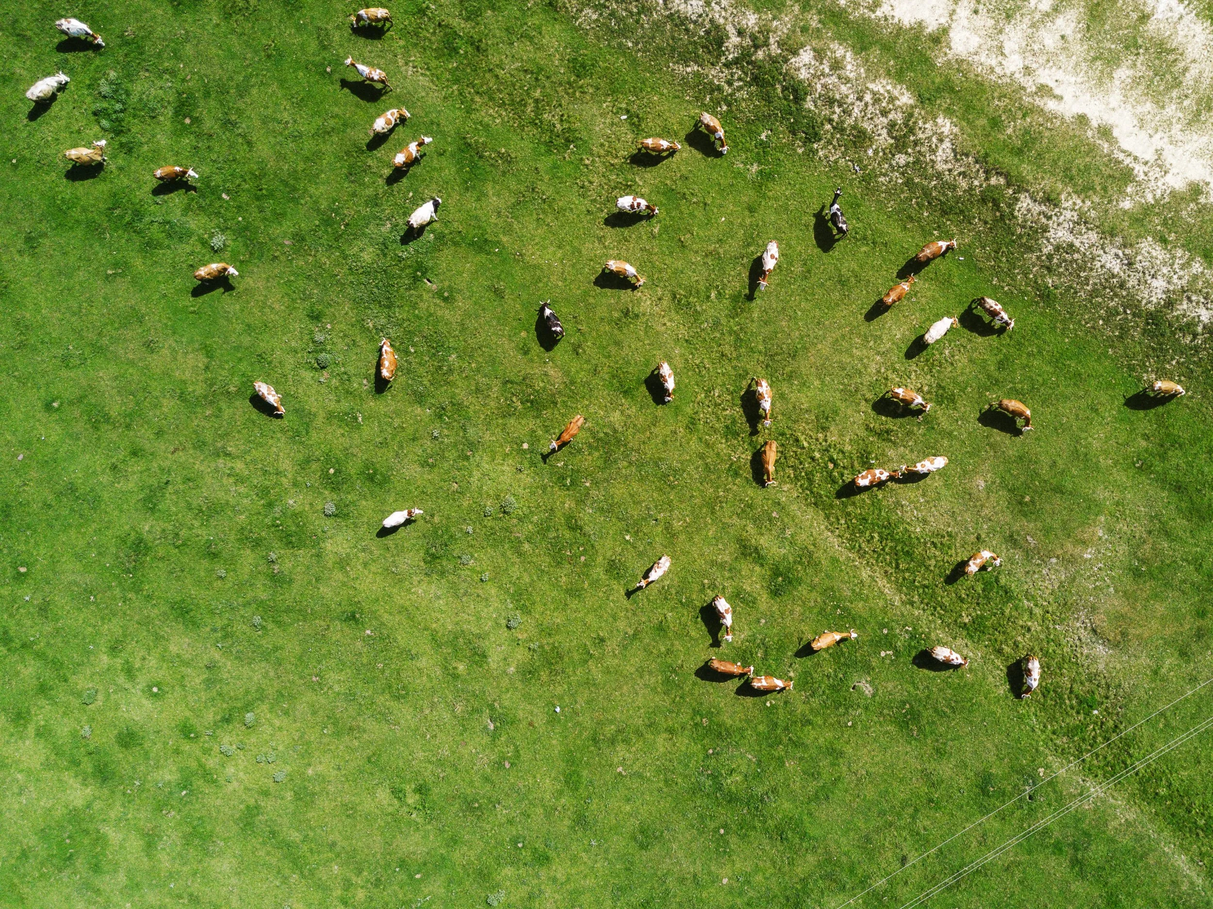DEFRA Announces New Sustainable Farming Incentives for 2026