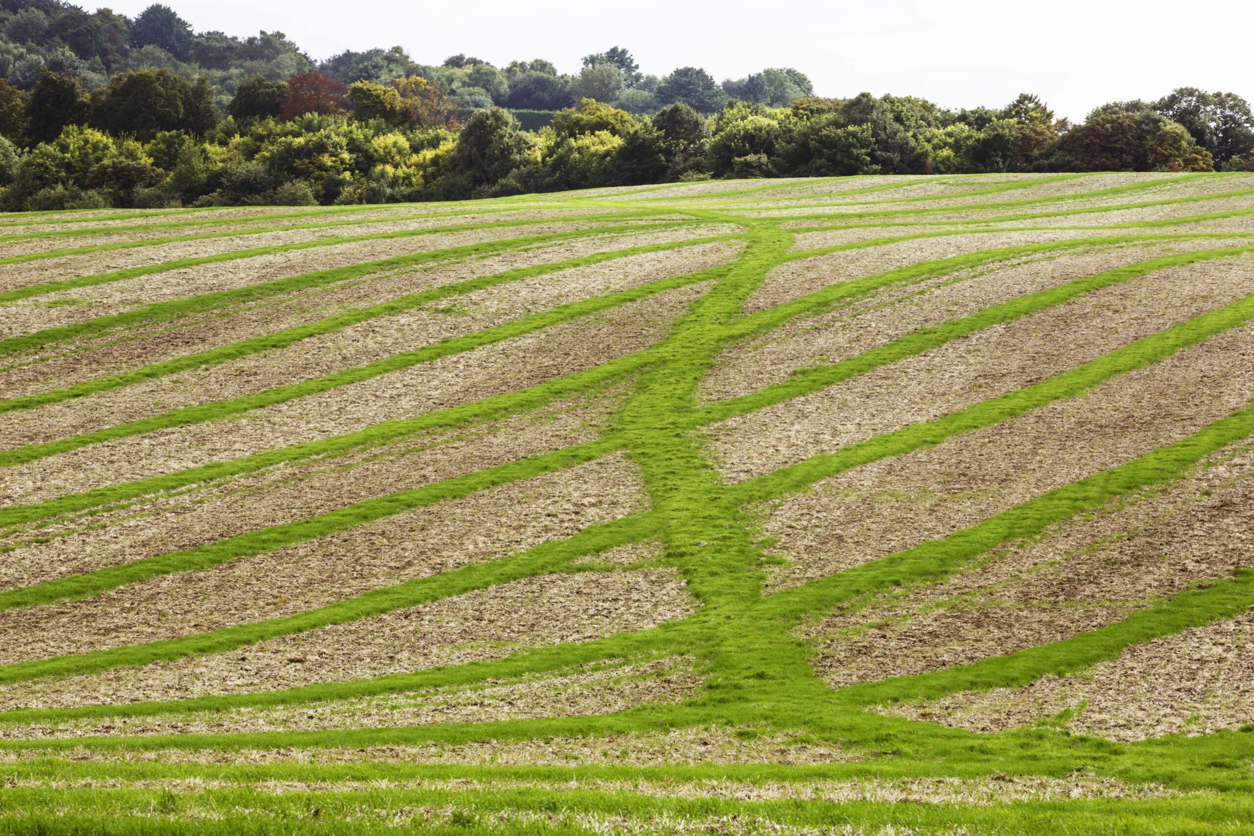 Autumn Arable Outlook 2025: What UK Farmers Can Expect in Q4