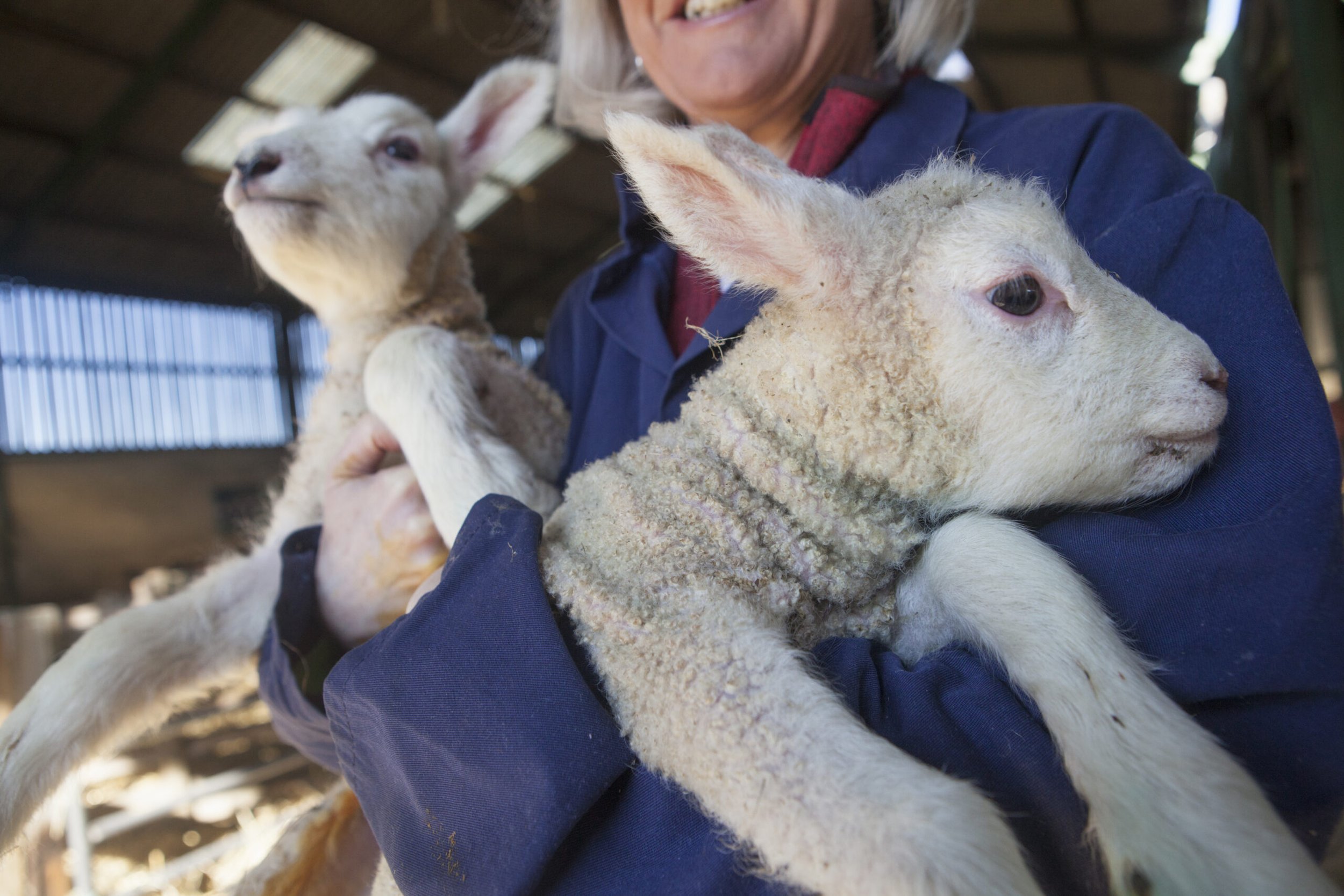 What Livestock Farmers Need to Know About the Battle Bluetongue 2025 Campaign &amp; Current BTV-3 Situation