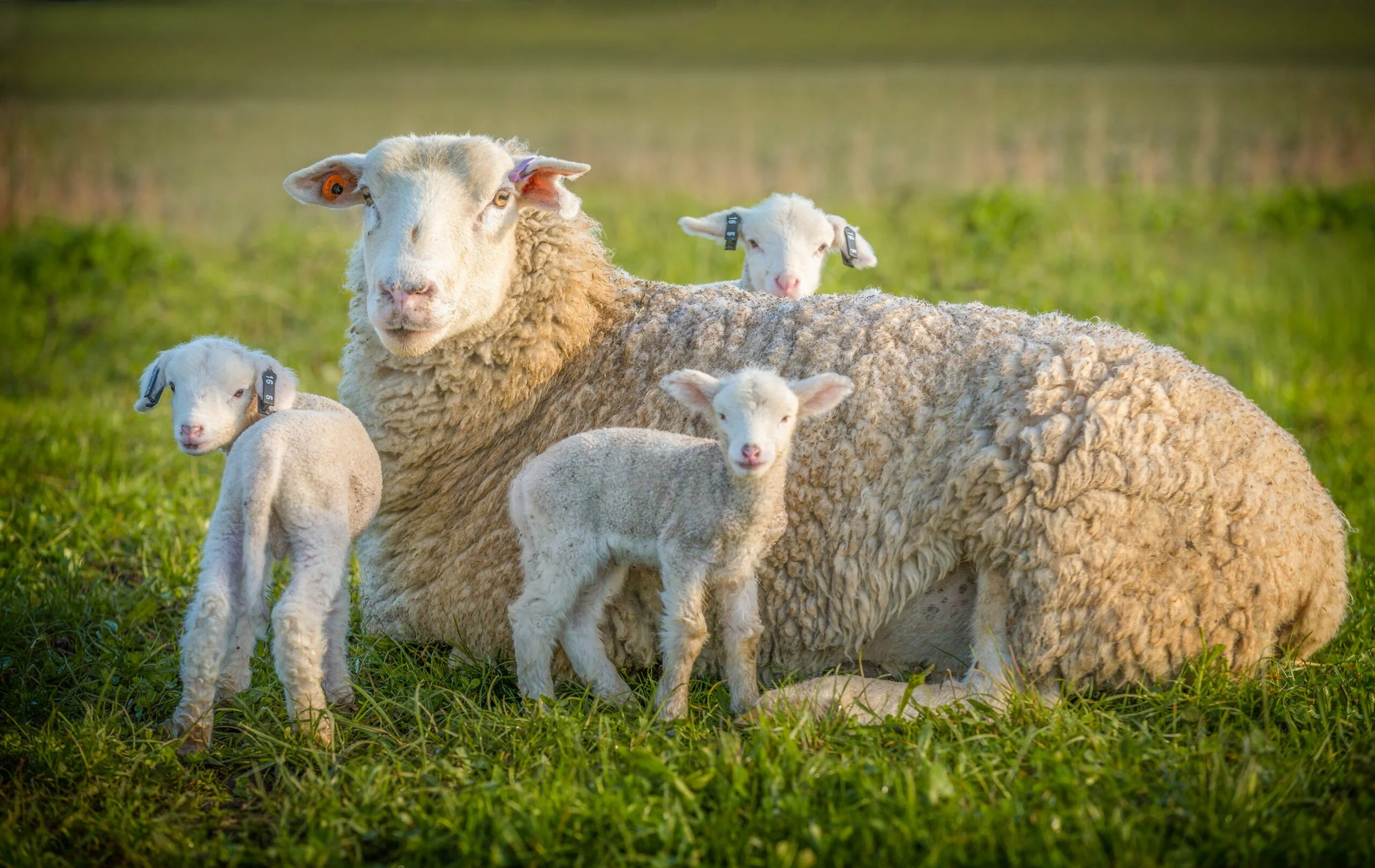 Celebrating Love Lamb Week 2025 – Supporting UK Sheep Farmers
