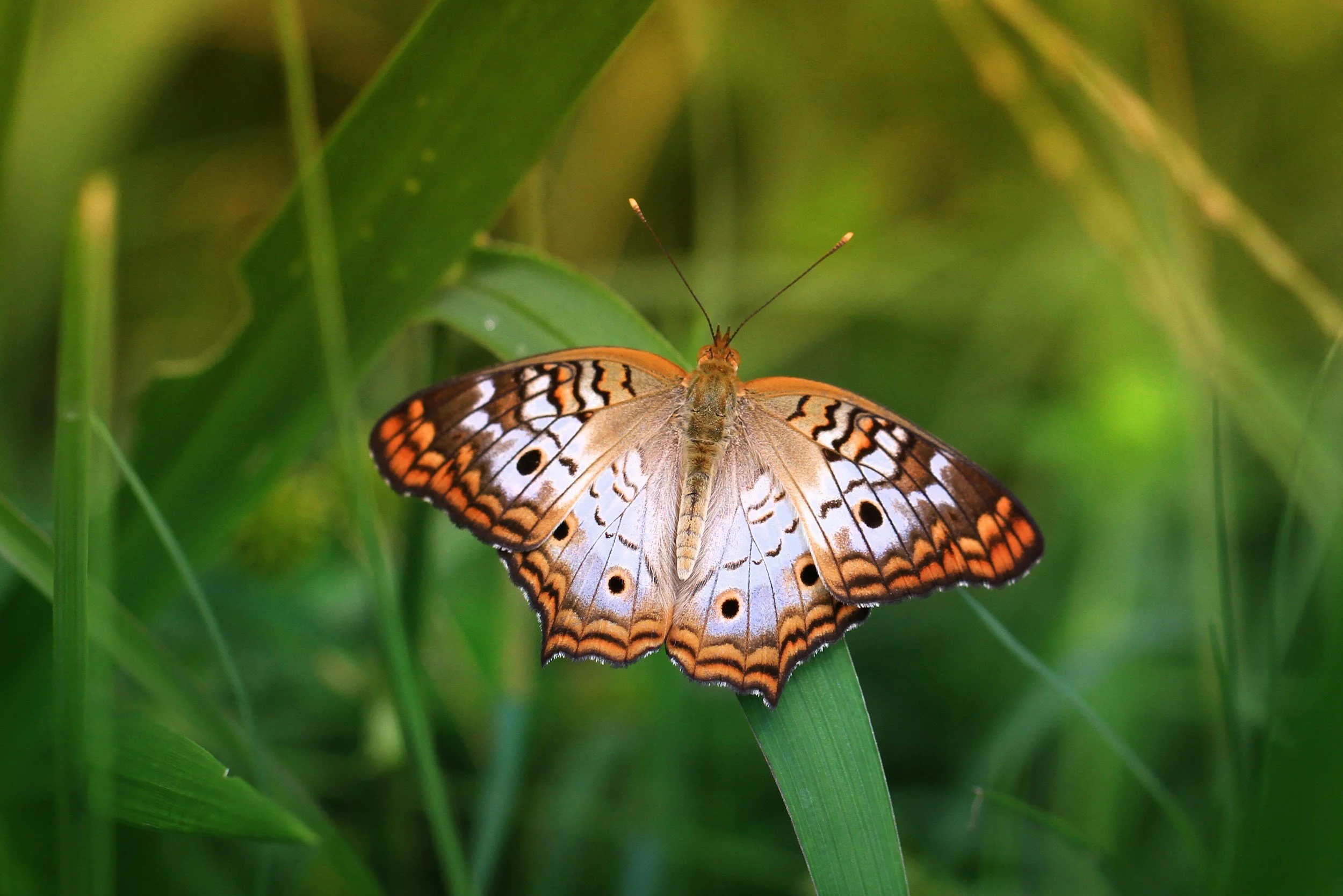 A butterfly with orange, black, white, and blue markings resting on a green leaf in a grassy area.