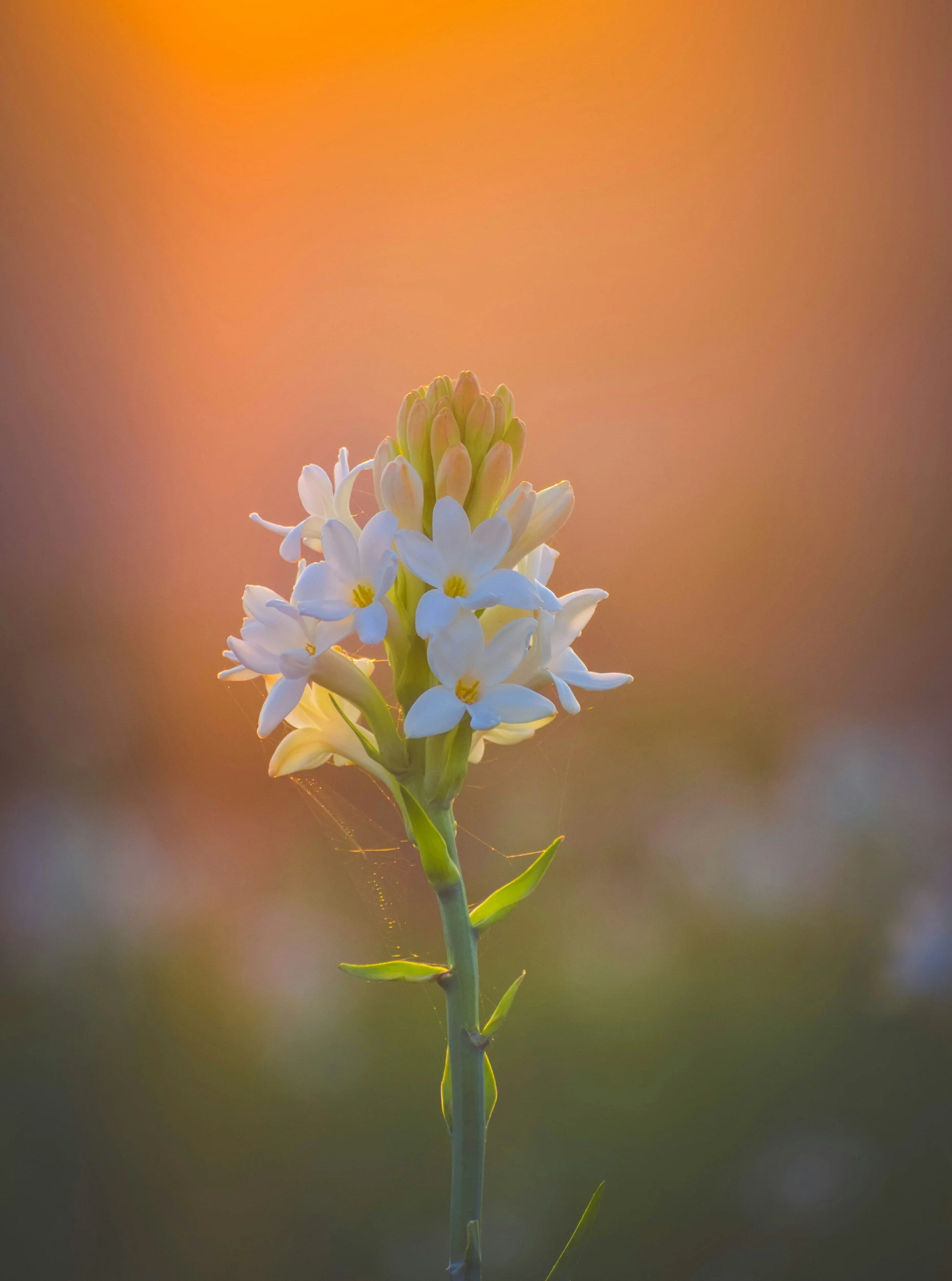 A close-up of a white wildflower with a blurred, orange sunset background.
