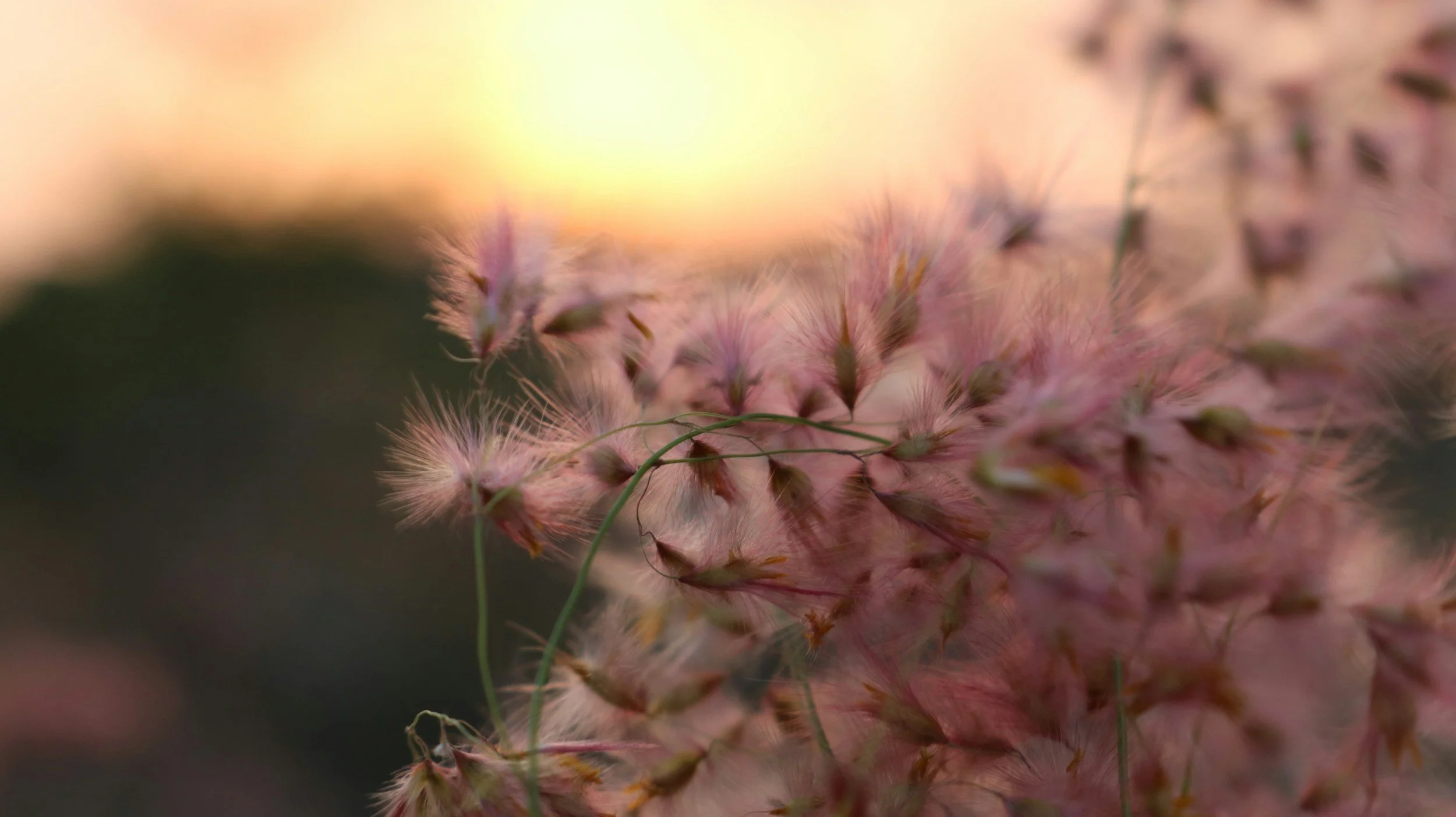 Close-up of pink fluffy flowers with soft sunlight in the background.