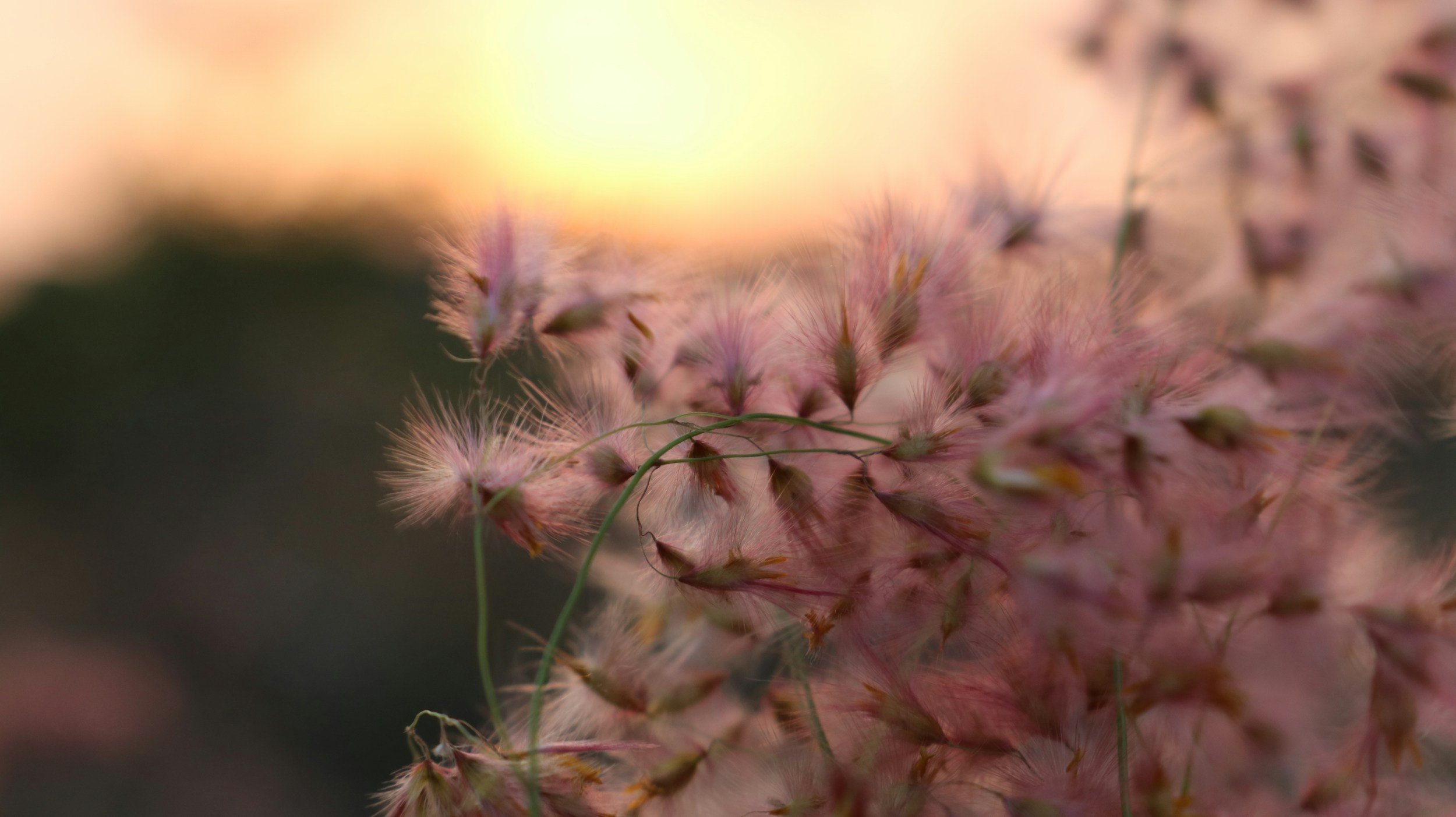 Close-up of pink, fluffy flowers with soft focus background and warm sunlight.